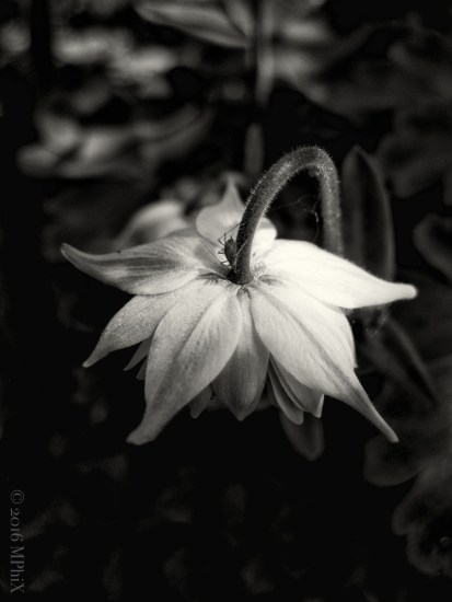 Aquilegia with bug_MPHIX