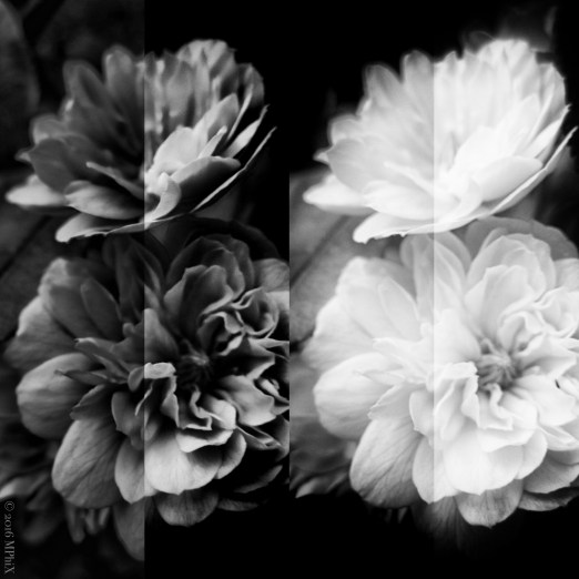 Rosa Lautea Collage_MPHIX